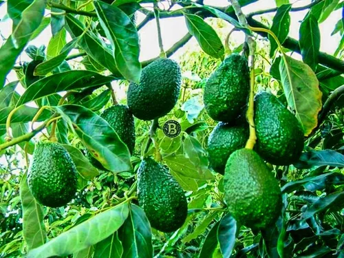 Avocado Gem Hass (જેમ હાસ એવોકાડો)